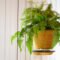 Fern Plant Care Tips: How To Successfully Grow And Maintain Your