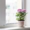 Florist’s Chrysanthemum: Air Purification & Other Benefits – Molekule