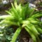 Foxtail Fern: The Pros And Cons Of Planting This Variety Of Fern