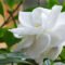 Gardenia: A Fragrant And Elegant Addition To Your Garden