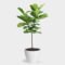 Greenery Unlimited  Fiddle Leaf Fig Care