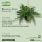 Grow Green On X: “BOSTON FERN The Best Indoor Plant For Your Home