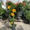 Hibiscus Column: Hibiscus Rosa Sinensis –  Inch Pot – Promise Supply