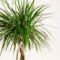 How To Care For A Dragon Tree  Easyplant