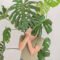 How To Care For Monstera Plants – A Beautiful Mess