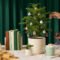 How To Decorate A Norfolk Island Pine For The Holidays – The Sill