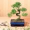 How To Grow A Bonsai Tree Indoors