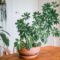 How To Grow & Care For Schefflera (Umbrella Plant)