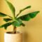 How To Grow And Care For A Banana Plant Indoors