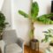 How To Grow And Care For A Banana Tree