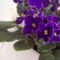 How To Grow And Care For African Violets