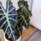 How To Grow And Care For Alocasia