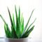 How To Grow And Care For An Aloe Vera Plant