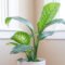 How To Grow And Care For Dieffenbachia