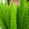 How To Grow And Care For Foxtail Fern