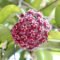 How To Grow And Care For Hoya Plant