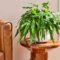 How To Grow And Care For Kangaroo Paw Fern Like A Pro