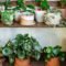 How To Grow And Care For Peperomia (Radiator Plant)