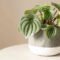 How To Grow And Care For Watermelon Peperomia