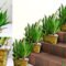 How To Grow And Decorate Snake Plant / Indoor Plants Decoration