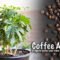 How To Grow Coffee Tree   Tips To Grow Coffee Tree At Home Coffee Arabica   GreenMangoes