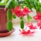 How To Make A Christmas Cactus Bloom