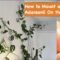 How To Mount A Monstera Adansonii On The Wall [Swiss Cheese Plant Green  Wall]