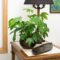 How To Plant And Grow Japanese Aralia