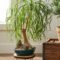 How To Plant And Grow Ponytail Palm