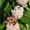 Hoya Climbing Vines – Learn How To Care For Hoya Wax Plants