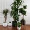 Introducing The Easy Care Dracaena Collection — Plant Care Tips