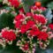 Kalanchoe Care: How To Care For A Kalanchoe Plant  BBC Gardeners