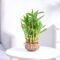 Lucky Bamboo Plant –  Layer