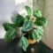 Maranta Leuconeura Care Guide – HOUSE PLANT HOUSE