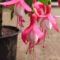 NATURE SENSE Fuchsia Flowering Indoor Live Plant For Home & Garden – Pc :  Amazon