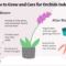 Orchid: Plant Care & Growing Guide