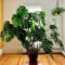 Personal Plant Care Tips: Mega Monstera — Sarah K