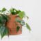 Philodendron Care Guide: How To Grow This Low Maintenance Houseplant