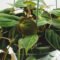 Philodendron Micans Care Guide: Tips For Growing Velvet Leaf