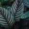 Pin Stripe Calathea: How To Grow And Care Tips In