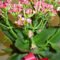 Pink Blooming Succulent Is A Kalanchoe – Bloomin’ Blog