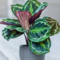 Plant Spotlight: Calathea – Plant Store