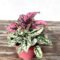 Polka Dot Plant Plant Care: Water, Light, Nutrients  Greg App 🌱