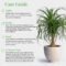 Ponytail Palm Care: Everything You Need To Know