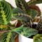 Prayer Plant: Care & Growing Guide