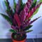 Rattlesnake Plant – A Gorgeous Houseplant With A Catchy Name!