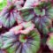 Rex Begonia Care Tips For Beautiful Plants