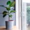 Rubber Tree (Ficus Elastica): Indoor Growth And Care Tips