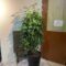 Schefflera Arboricola (Umbrella Plant) – Beautiful, Low