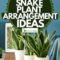 Snake Plant Arrangement Ideas